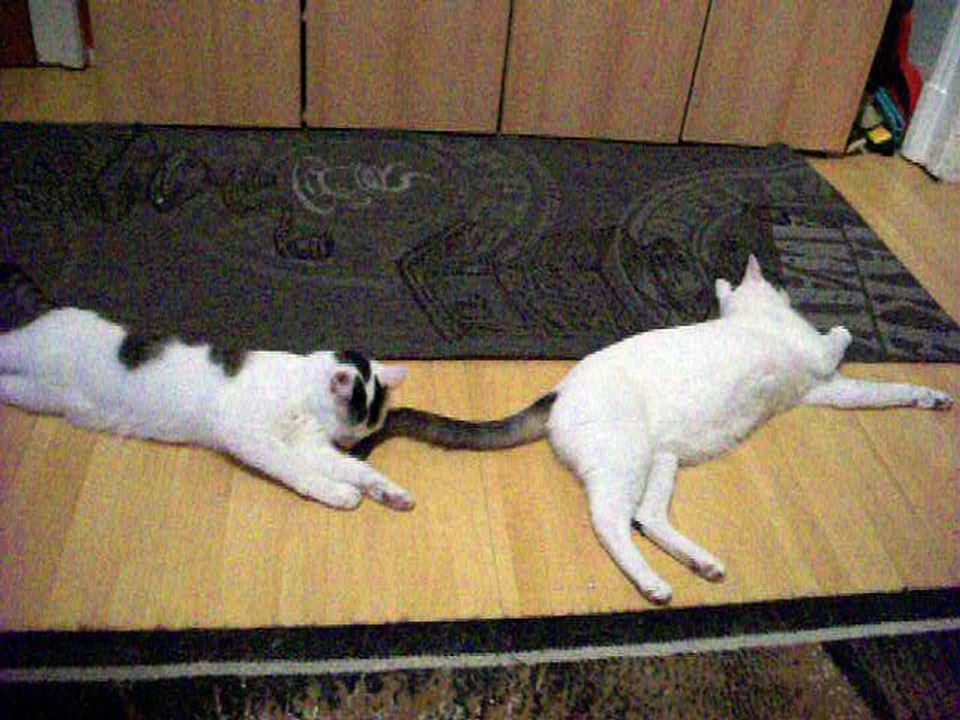 Harvey und Vinzent am 01.09.2016