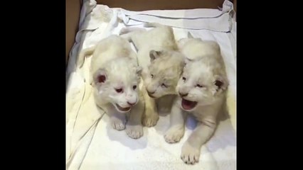 Очаровательная троица. Смешные приколы львы