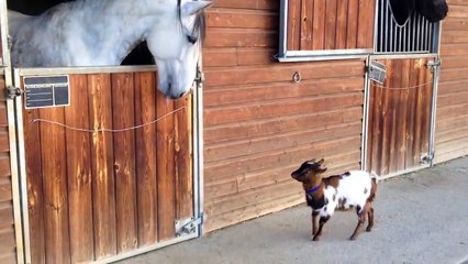 Пободайся со мной. Смешные приколы кони козы