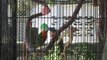 Rainbow Lorikeets Kissing