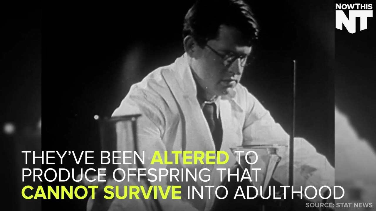 Genetically Modified Mosquitoes Coming To Florida