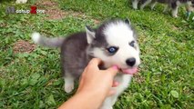 Husky Dogs And Puppies - A Funny Videos And Cute Videos Compilation 2016