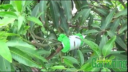 GROWING MANGO PLANT BY AIRLAYERING(URDU-HINDI} 1-9-2016
