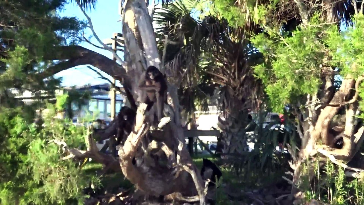 Monkeys on Monkey Island