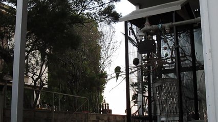 Rainbow Lorikeet's Torrid Romance