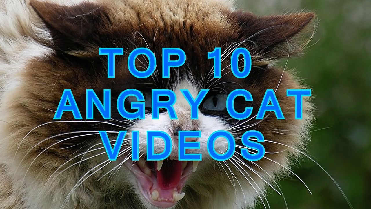 Top 10 angry cat videos compilation