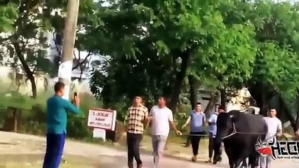 Cow Heavy Big Cute & Beautiful for qurbani with stupid anari barsati qasai on eid funny video 2016