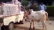Cow very angry qurbani stupid anari barsati qasai on eid funny video 2016