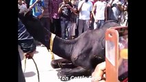 Camel Qurbani  2016  2017  Karachi  Bakra Eid in Pakistan  black camel