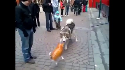 Husky Vs gato volador inflable