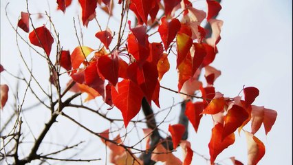 氷雨　日野美歌　（Photo Movie）