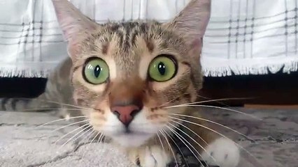 Cat Watching Horror Movie