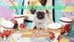 10 Things You Didn t Know About Pugs! - Puppy Love