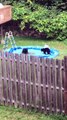 Ces oursons s'entrainent à nager... Trop mignon