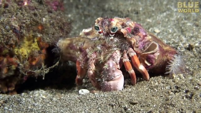 Ce bernard l'hermite change de coquille emporte avec lui ses anémones! Incroyable...