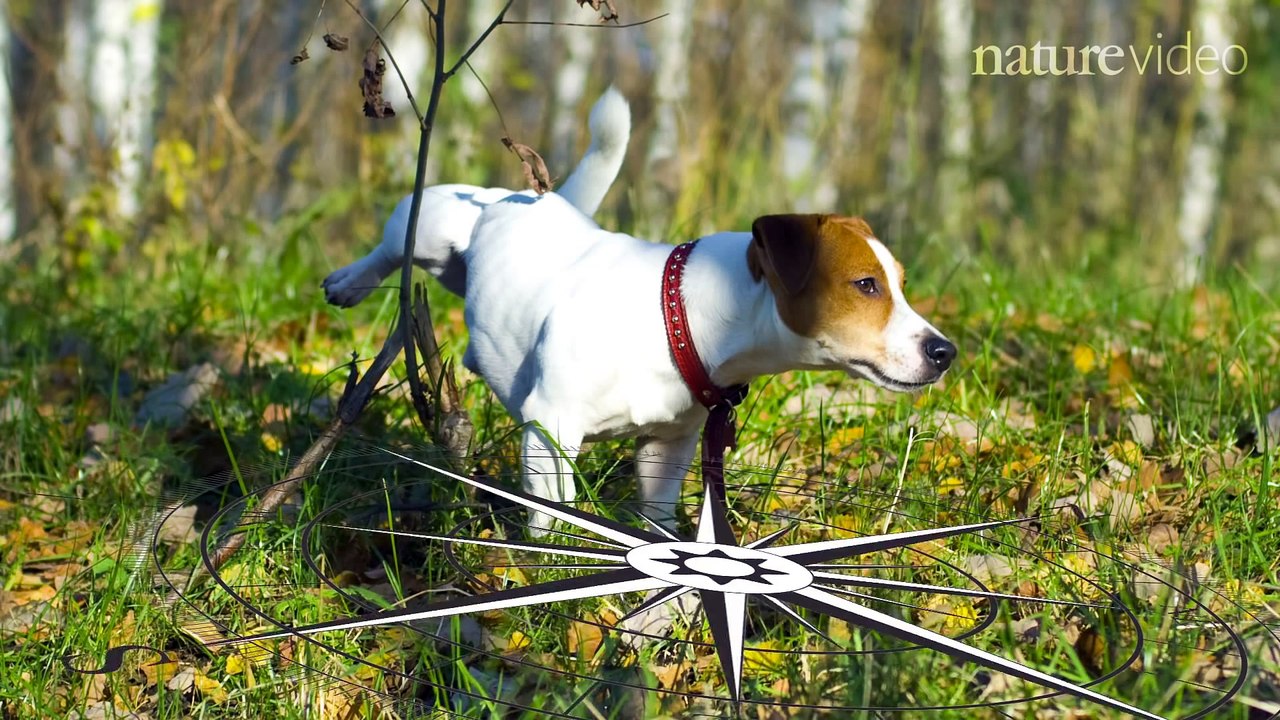 Top 10 Cutest Animals in Science 2014 !
