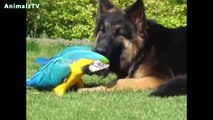 Unbelievable Unlikely Animal Friendships Compilation [HD VIDEO] !