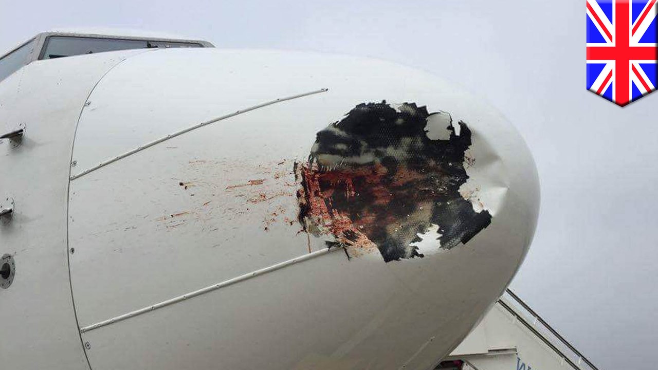 อุบัติเหตุนกชนเครื่องบิน EgyptAir ห้ามบิน 21 ชั่วโมง