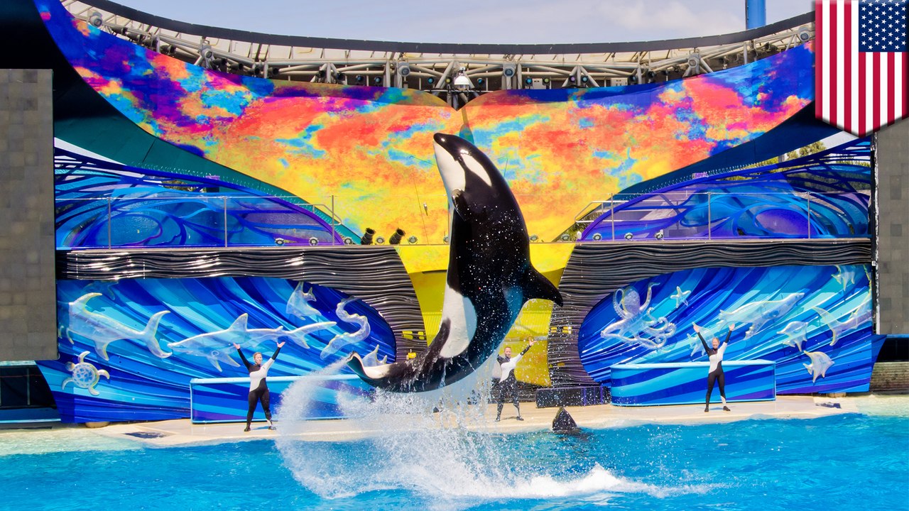 SeaWorld โบกธงขาว ยุติกักขังปลาวาฬเพื่อขยายพันธุ์