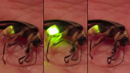 Les derniers instants d'une luciole
