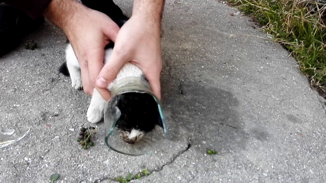 Kitten Rescued from Jar
