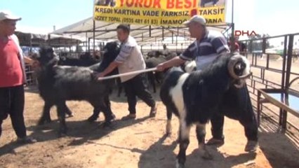 Adana'da Kurbanlık Tekeler 2 Bin Liraya Satılıyor