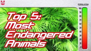 Top 5 Most Endangered Animals