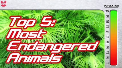 Top 5 Most Endangered Animals