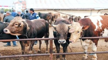 Kurbanlıklar Alıcılarını Bekliyor