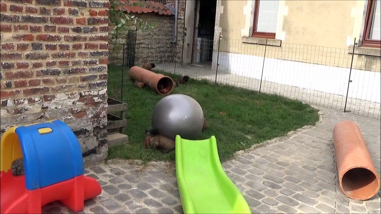 La Ckaliksou élevage de B.B. Tervueren Nichée 2016