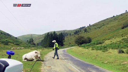 Una vaca en la carretera / A cow on the road - Etapa / Stage 14 - La Vuelta a España 2016