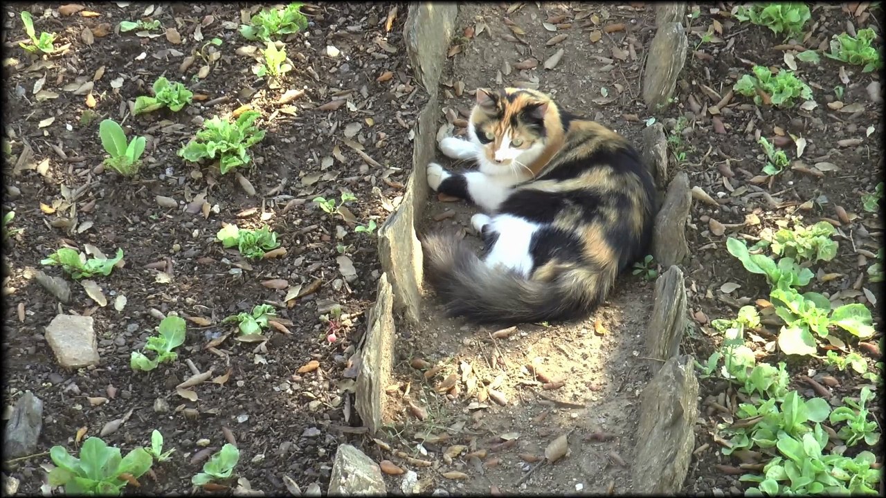 Test incrustation avec Pinnacle Studio 19