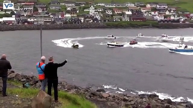 Massacres aux Iles Féroé! Des militants tentent de sauver des dauphins