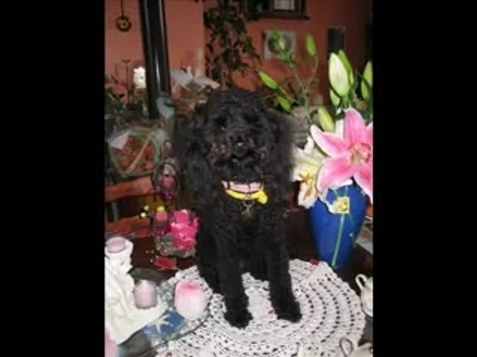 Vanille du Relais de Shangaï