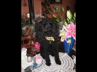 Vanille du Relais de Shangaï