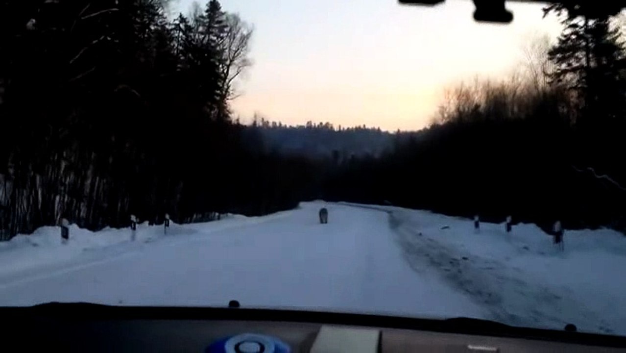 Animals road Accident_1