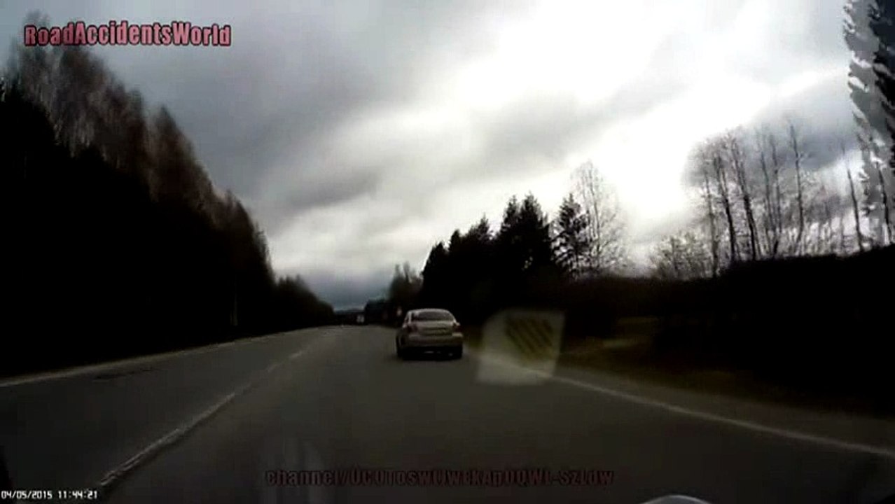Animals road Accident_11