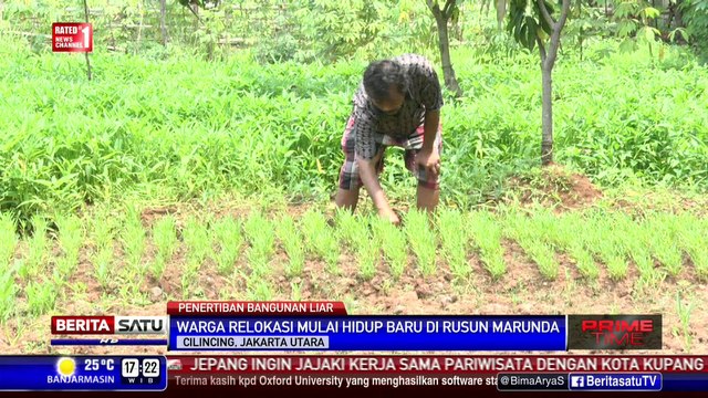 Warga eks Kalijodo Bertani di Lahan Kosong Rusun Marunda