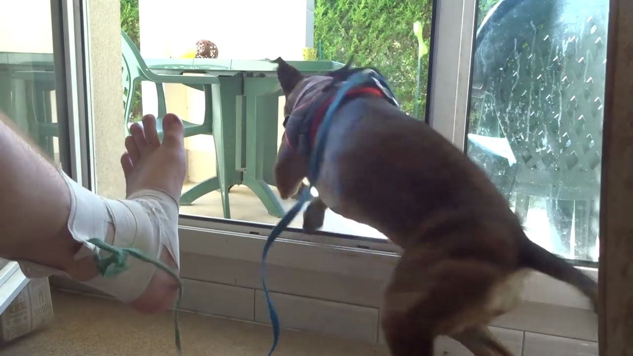 Tuto : Retirer un strapping avec un chien