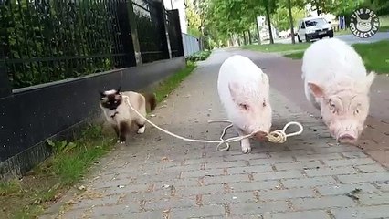 Cats Walking Video Compilation 2016 Funny Catwalk