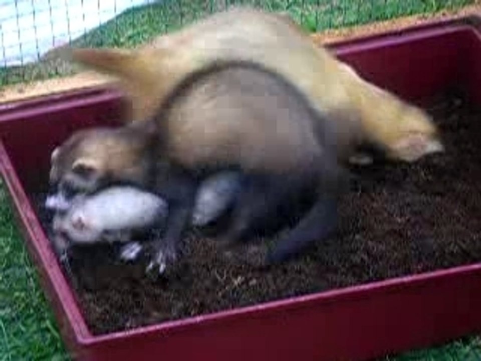 oxie dans la terre