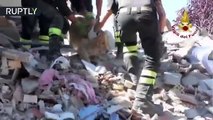 Golden Retriever fue rescatado días después del sismo en Italia