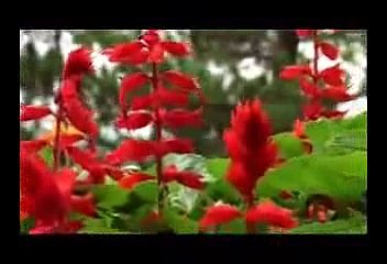 KINH PHẬT DẠY MƯỜI ĐIỀU LÀNH   (ĐĐ THÍCH GIÁC THIỆN BIÊN SOẠN)  .      (14)