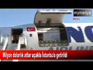 Dünyanın en pahalı atları İstanbul'da