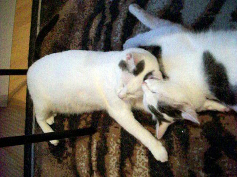 Harvey und Vinzent am 03.09.2016