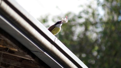 Bird utilizando ferramentas na alimentação, uso da bigorna como base de quebra da semente, Bem te vi, Birdwatching, Taubaté, SP, Brazil