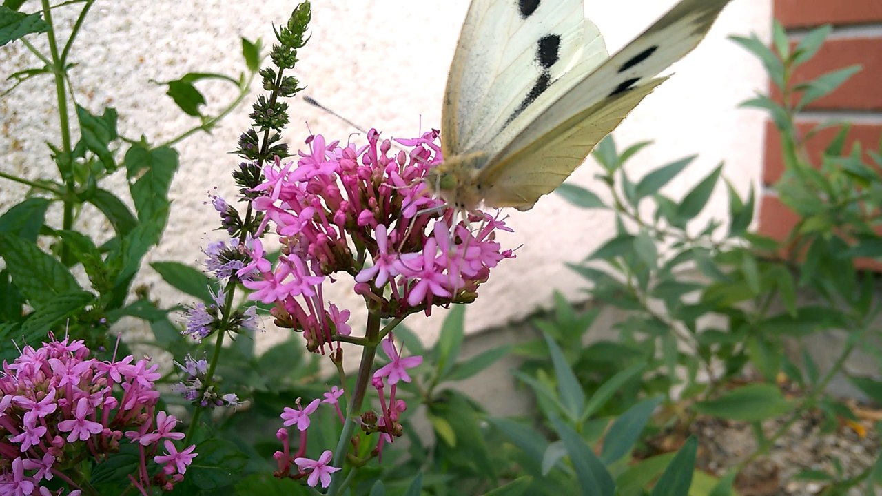 La vie de papillon.