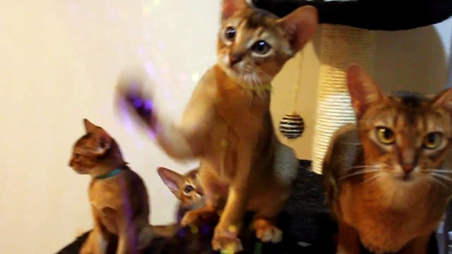 Абиссинская кошка . Семейство абиссинок.