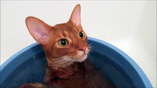 Абиссинская кошка . Кошка прелесть .