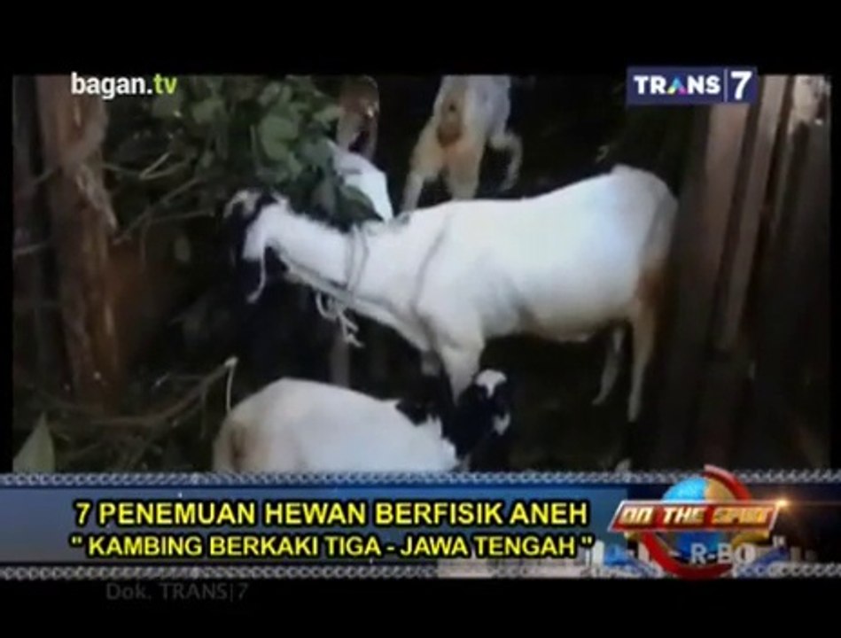 7 Penemuan Hewan Berfisik Aneh - aneh unik misteri hantu fakta lucu dan penampakan